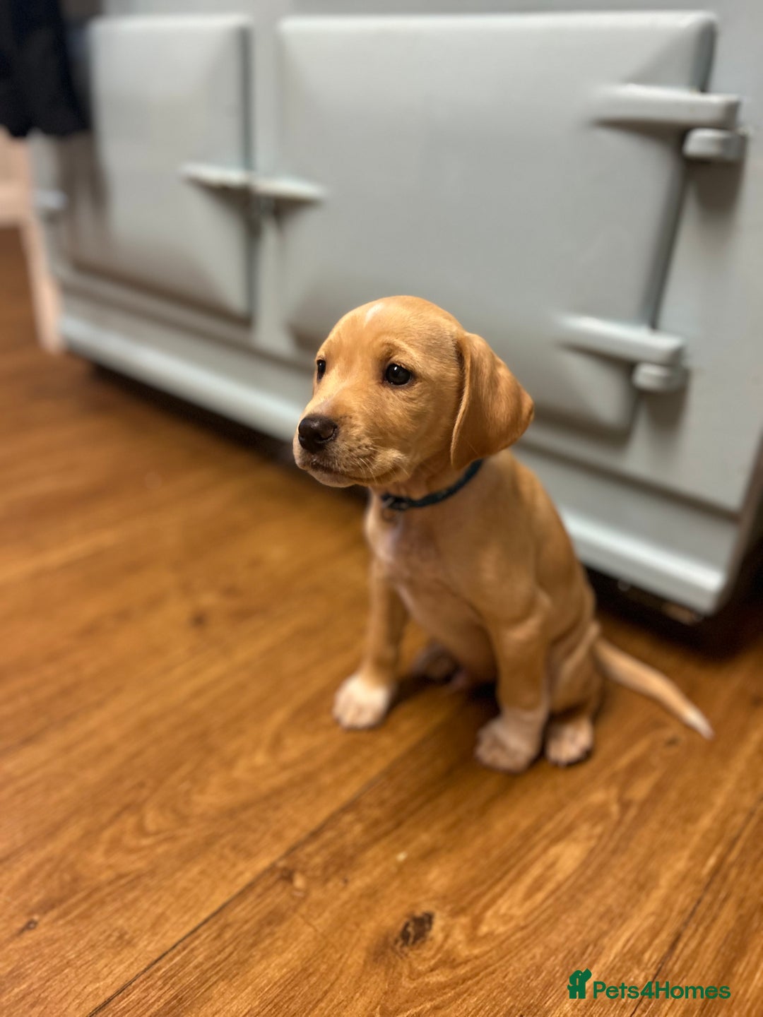 Cocker Spaniel dogs for sale: REDUCED, 2 LEFT. READY NOW! Cocker Spaniel mix - Image 14