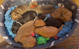 Mixed Breed dogs for sale: Gorgeous litter of 7 puppies  - Image 2