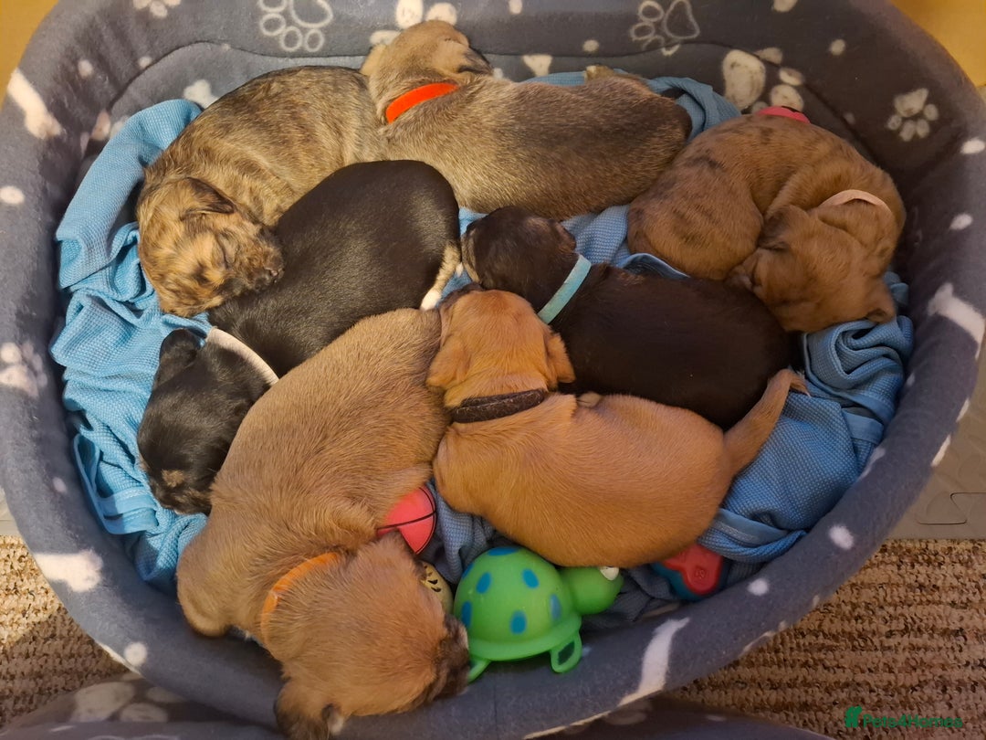 Mixed Breed dogs for sale: Gorgeous litter of 7 puppies  - Image 2