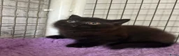 British Shorthair cats for sale: Top pedigree Bsh kittens cinnamon and chocolate  - Advert 9