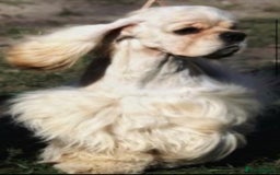 Cockapoo dogs for sale: Rare stunning American miniature teddy cockapoos  - Image 16