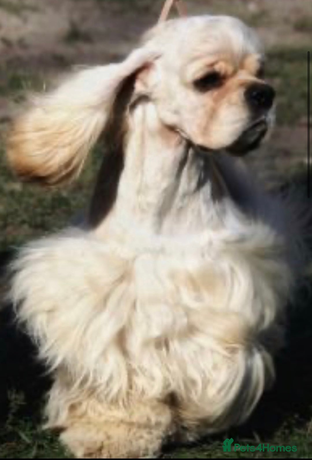 Cockapoo dogs for sale: Rare stunning American miniature teddy cockapoos  - Image 16