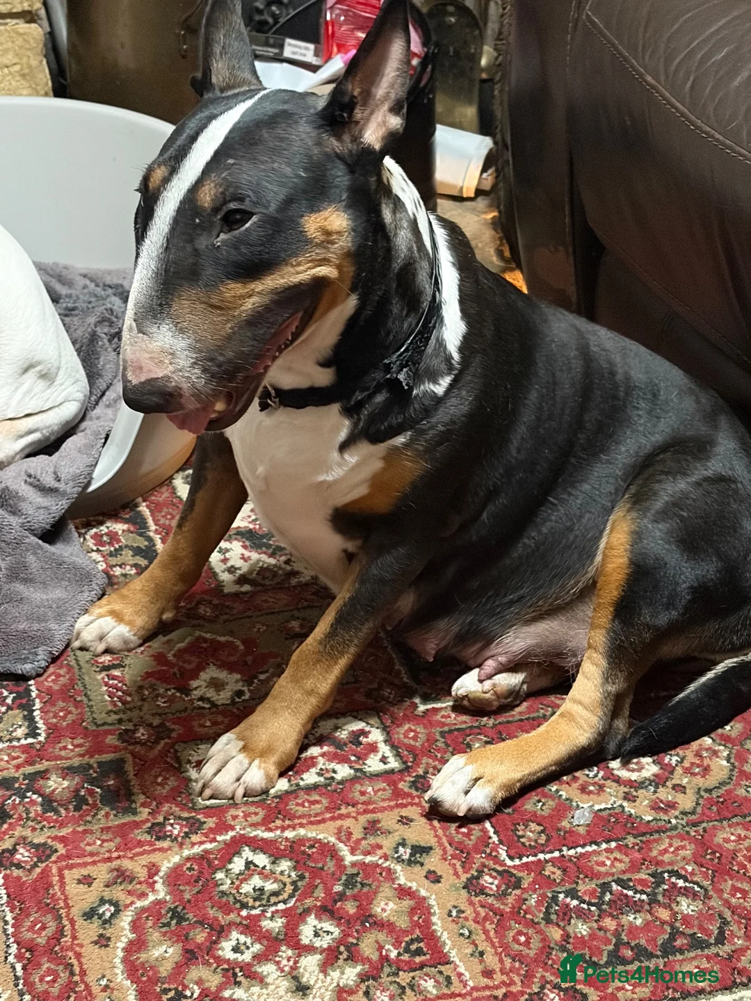 Bull Terrier dogs for sale: Beautiful puppy looking for forever home  - Advert 2