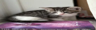 Domestic Shorthair 1