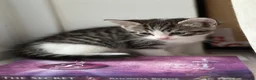 Domestic Shorthair cats for sale: Russian Blue × Bengal Mixed Kittens – 4 available - Advert 21