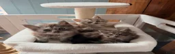 Maine Coon cats for sale: Beautiful high smoked and smoked kittens for sale  - Advert 33