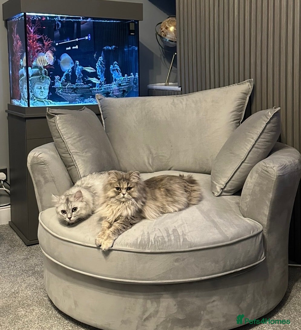 Persian cats for sale: Pure Persian long coat kitten’s - Advert 19