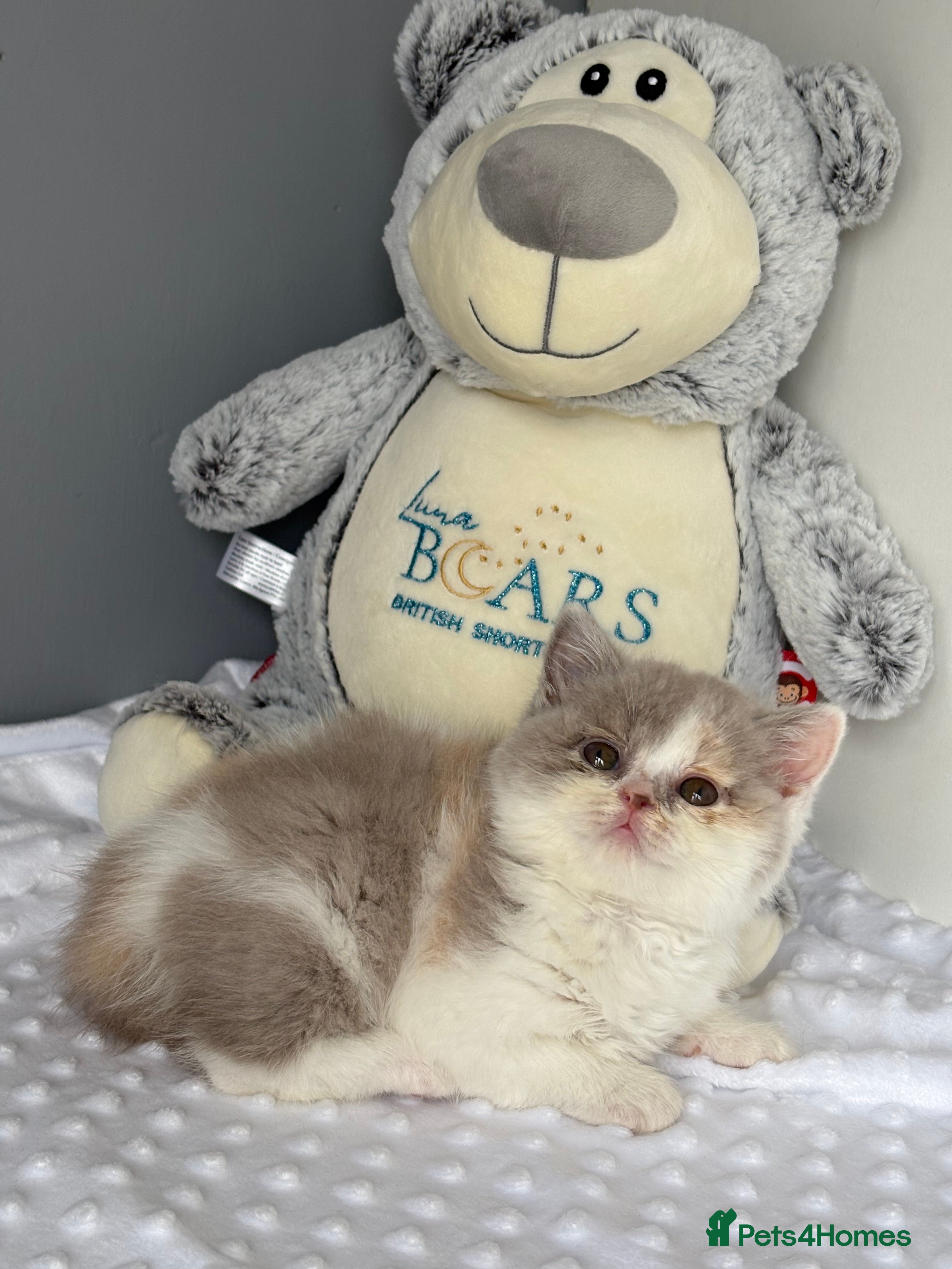 British Shorthair cats TICA reg lilac tortie and white bsh&blh kittens - Advert 1