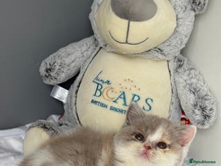 British Shorthair cats TICA reg lilac tortie and white bsh&blh kittens - Advert 10