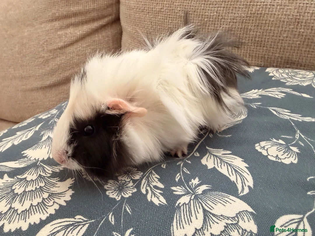 Guinea Pig rodents for sale: Funky Abby boar in Swindon - Advert 2