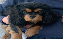 Cavalier King Charles Spaniel dogs for sale: Top Quality Cavalier Babies - Advert 3