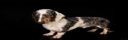 Dachshund dogs for stud: Piebald colored Dachshund for stud! in Preston - Advert 3