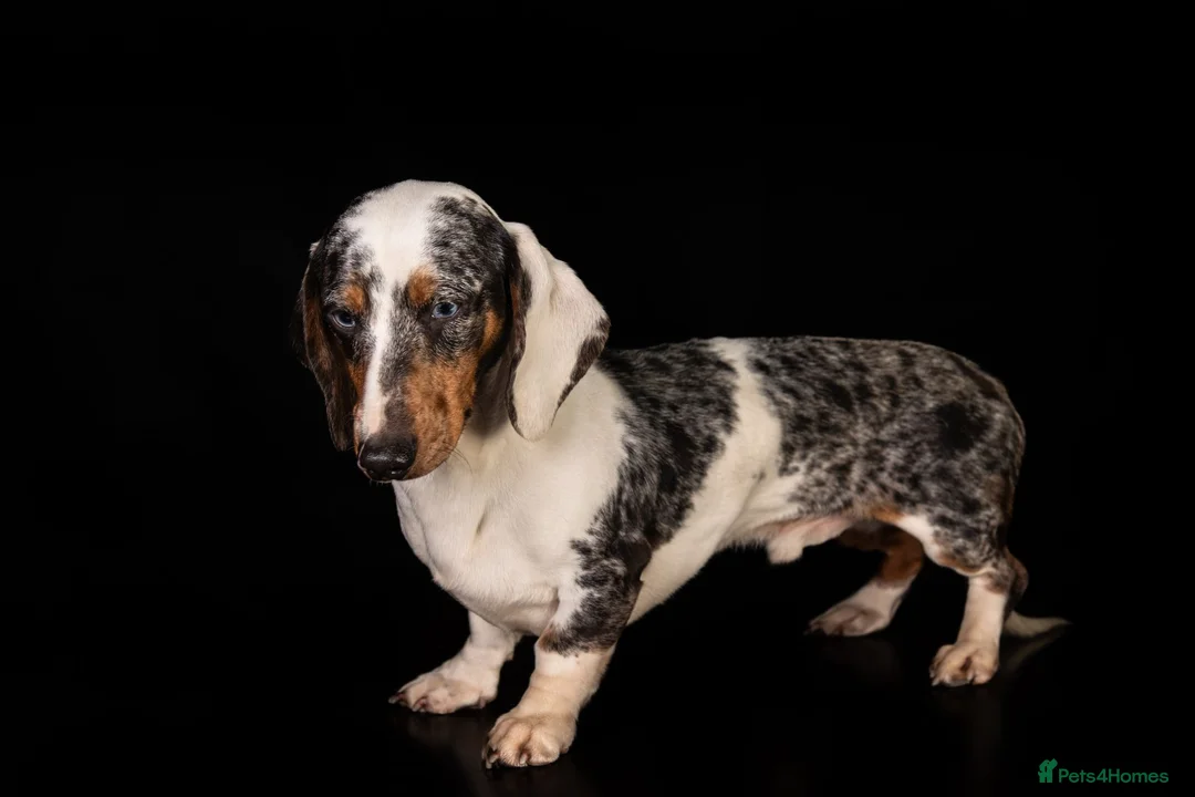 Dachshund dogs for stud: Piebald colored Dachshund for stud! in Preston - Advert 3