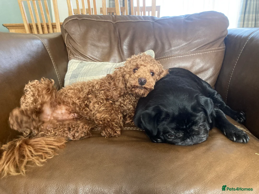 Toy Poodle dogs for stud: Health tested fox red toy poodle stud  in Stevenage - Advert 11