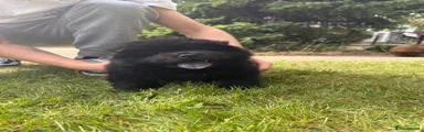 Chow Chow Boy black