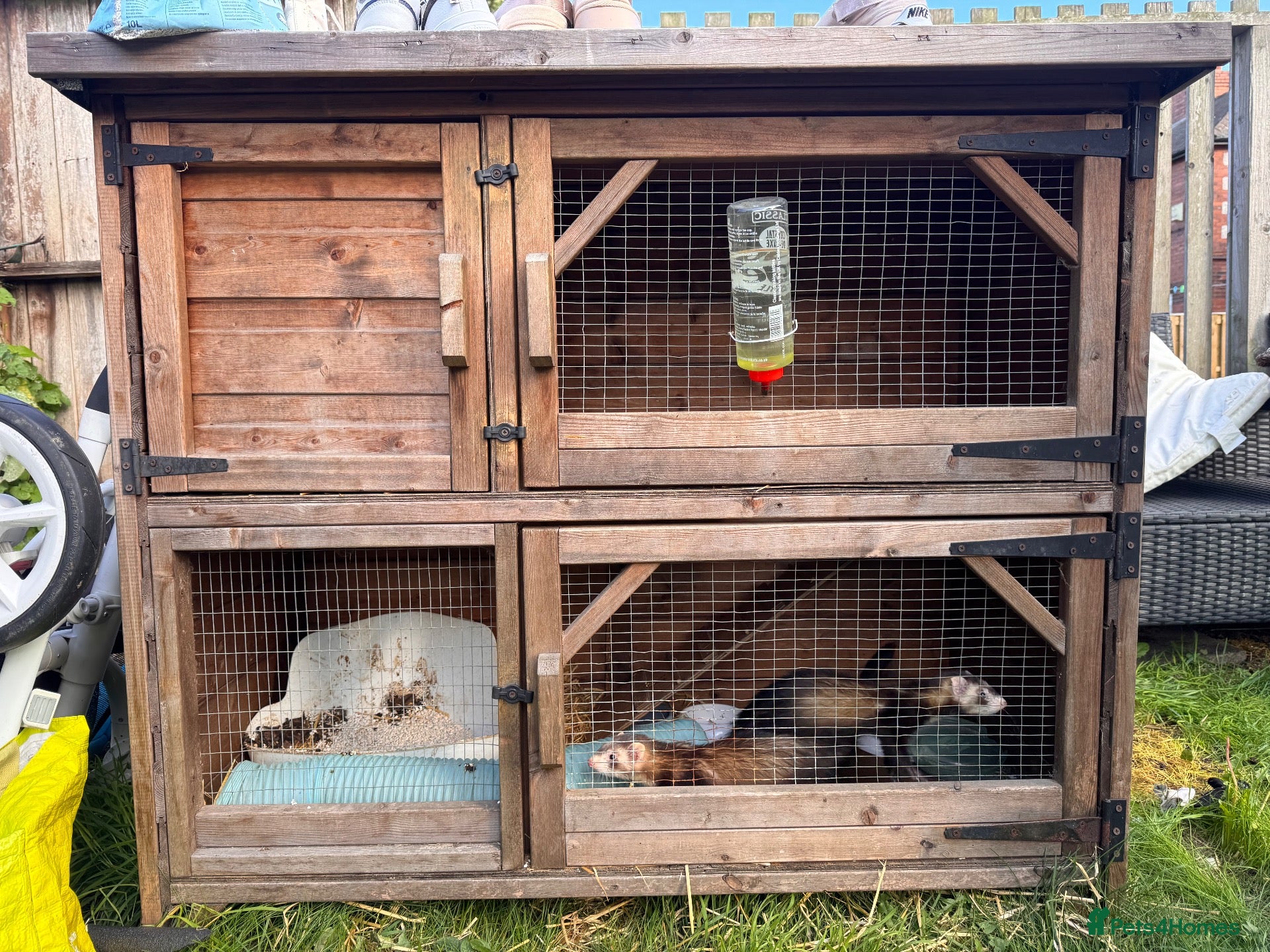 Ferret rodents 2 male ferrets and cage  - Advert 3