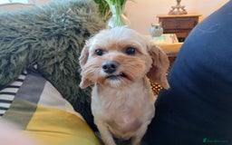 Cavapoo dogs for sale: Apricot Female Cavapoo 4 years old very loving - Advert 2