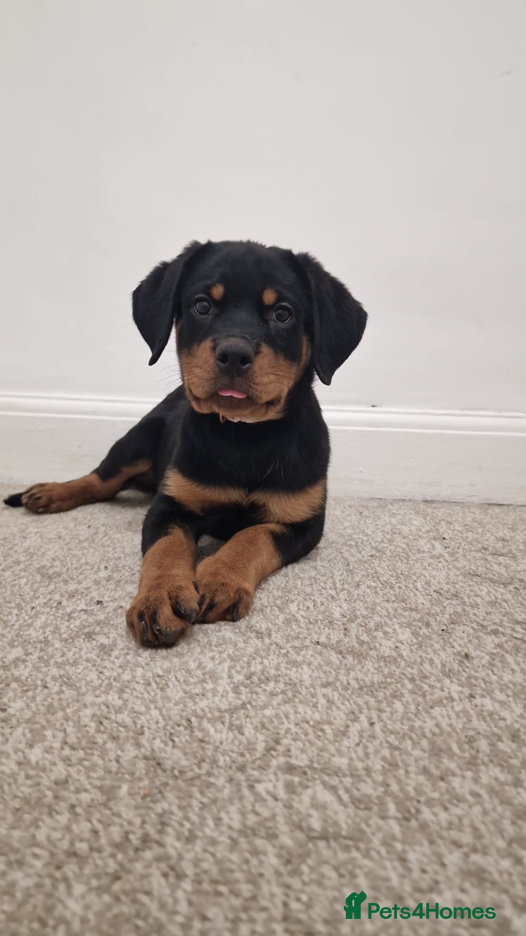 Rottweiler dogs for sale: Quality KC Rottweilers - Advert 18