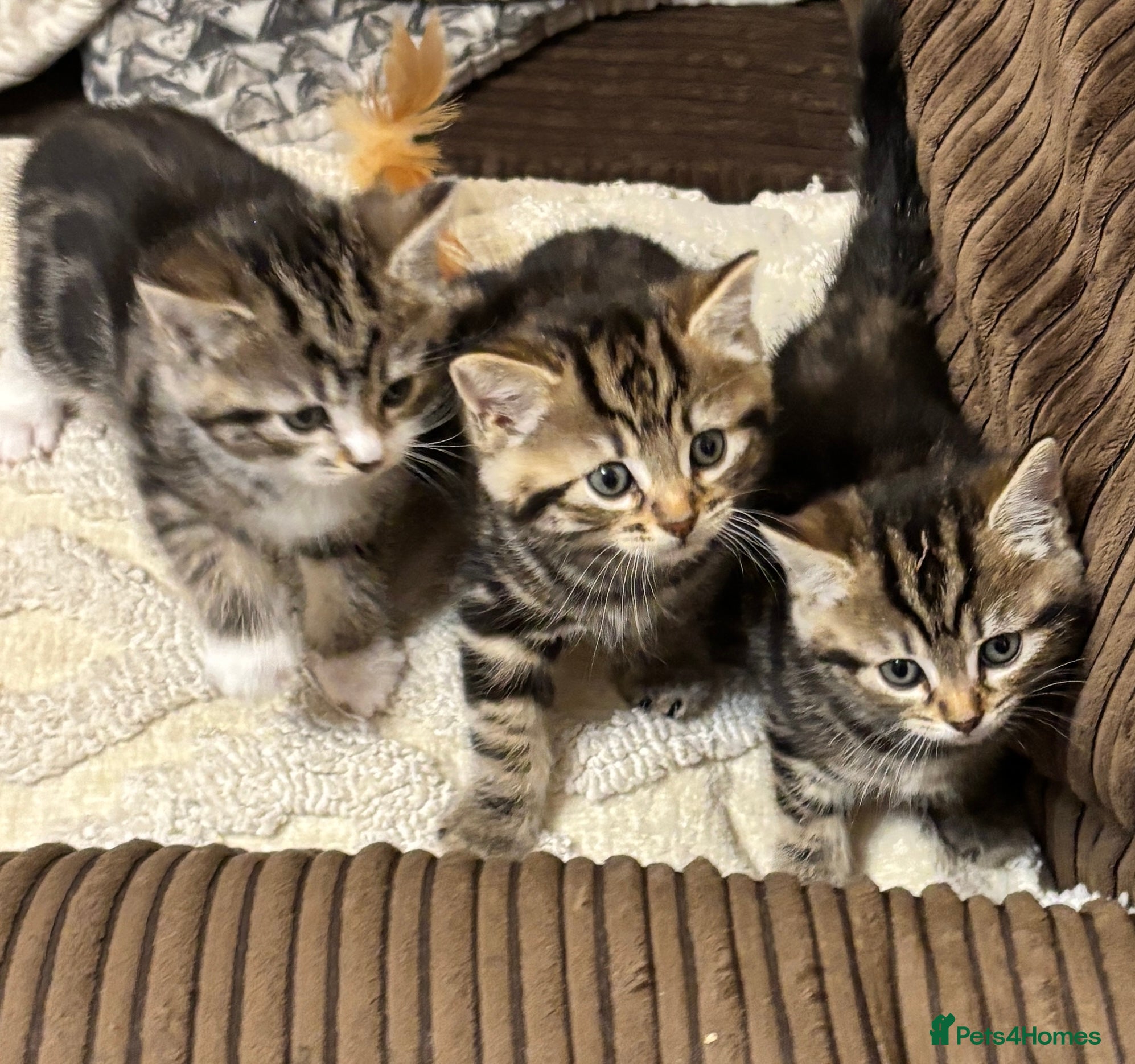 Mixed Breed cats 3 x playful fluffy kittens  - Advert 4