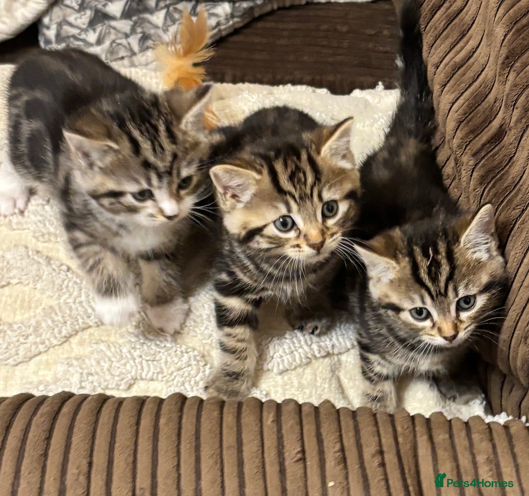 Mixed Breed cats for sale: 3 x playful fluffy kittens  - Advert 1