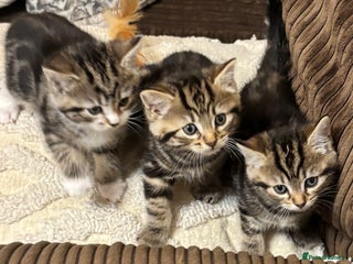 Mixed Breed cats 3 x playful fluffy kittens - Advert 3