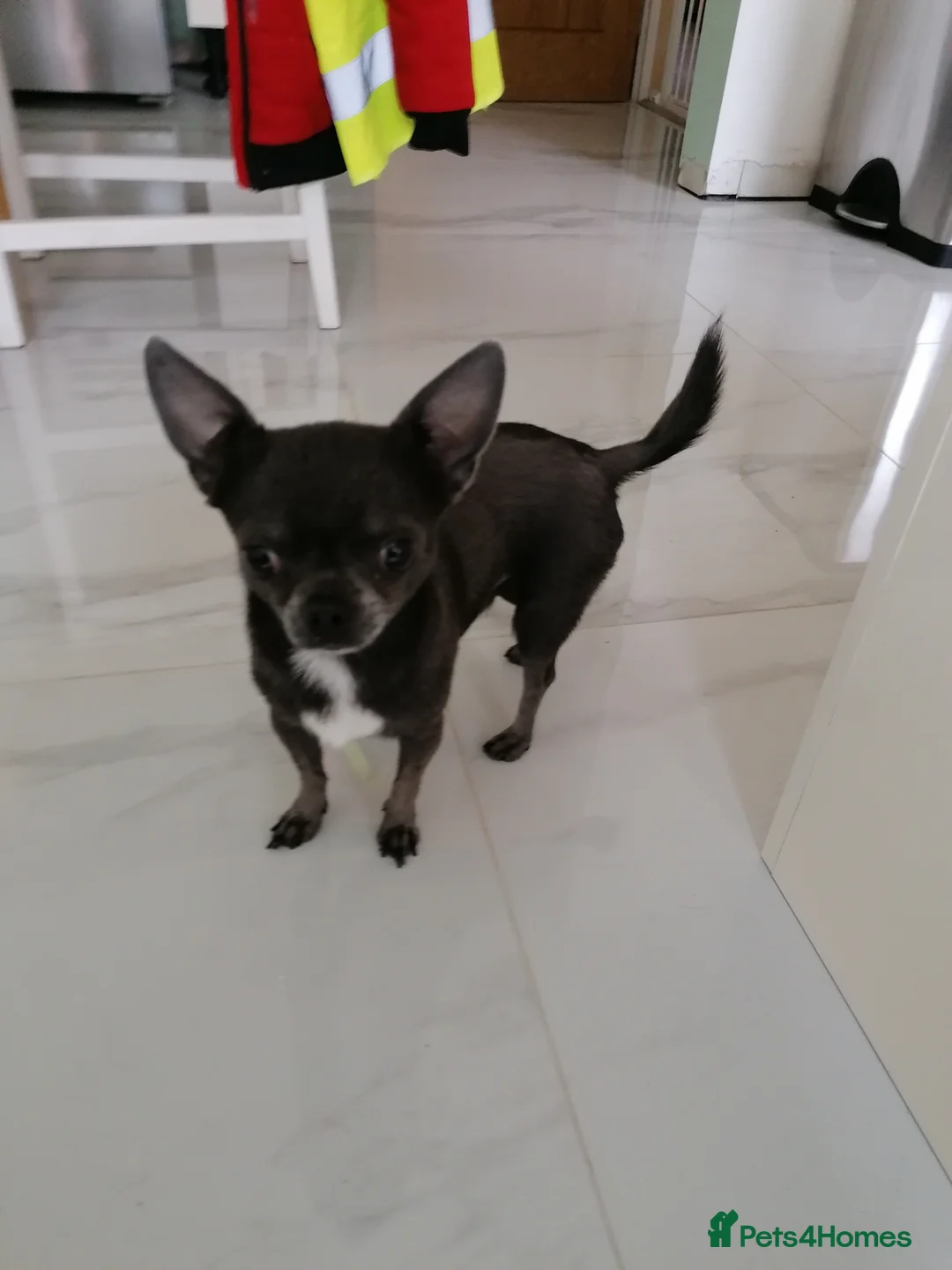 Chihuahua dogs for sale: Last little boy - Advert 5