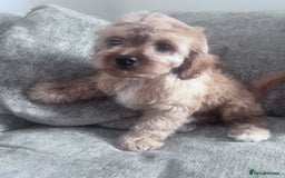 Cavapoo dogs for sale: Last beautiful boy health checked 🥰 - Image 4