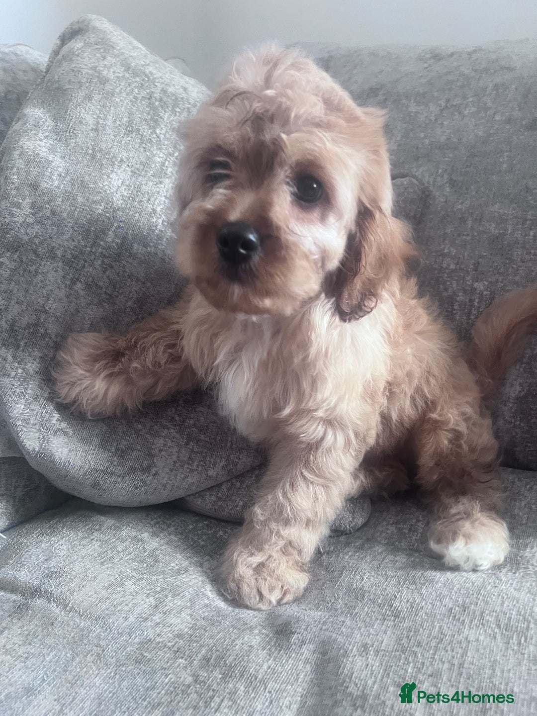 Cavapoo dogs for sale: Last beautiful boy health checked 🥰 - Image 4