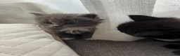 Mixed Breed cats for sale: Lovely kittens looking for a home in Hemel Hempstead - Advert 7