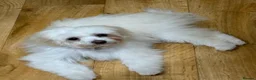 Maltipoo dogs for sale: Beautiful Amber for re homing!  - Advert 2