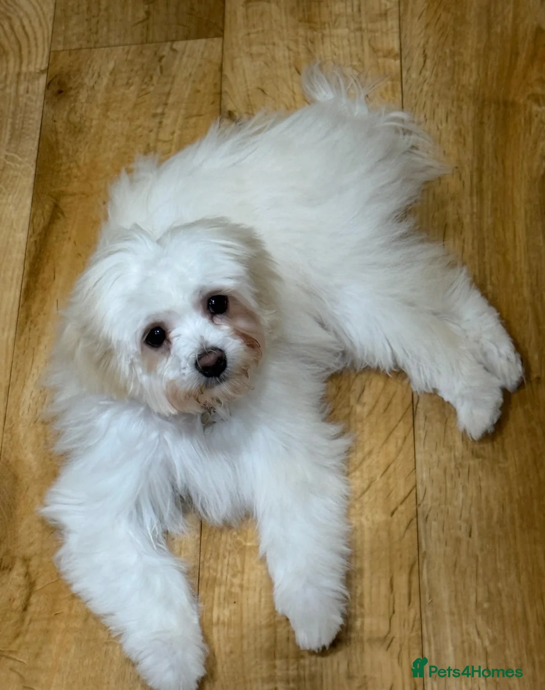 Maltipoo dogs for sale: Beautiful Amber for re homing!  - Advert 2