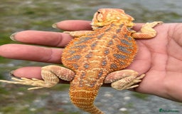 Bearded Dragon reptiles for sale: Hypo yellow blue bar tiger bearded dragons - Image 3