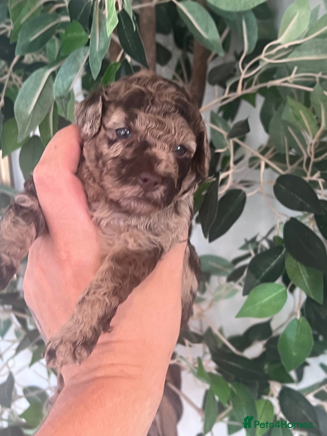 Miniature Poodle dogs for sale: MARLE miniature poodles - Image 5