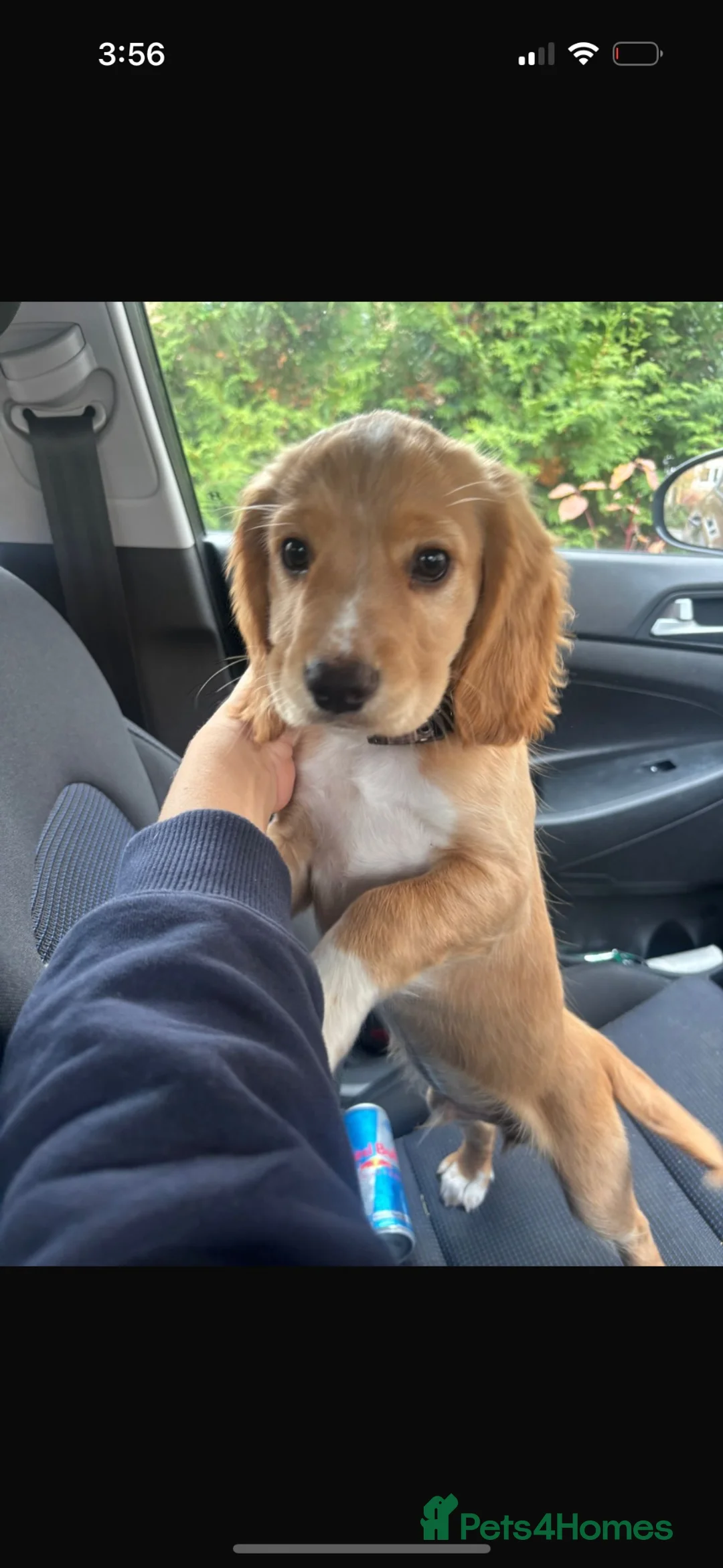 Cocker Spaniel dogs for sale: Cocker spaniel male  in Bristol - Advert 13