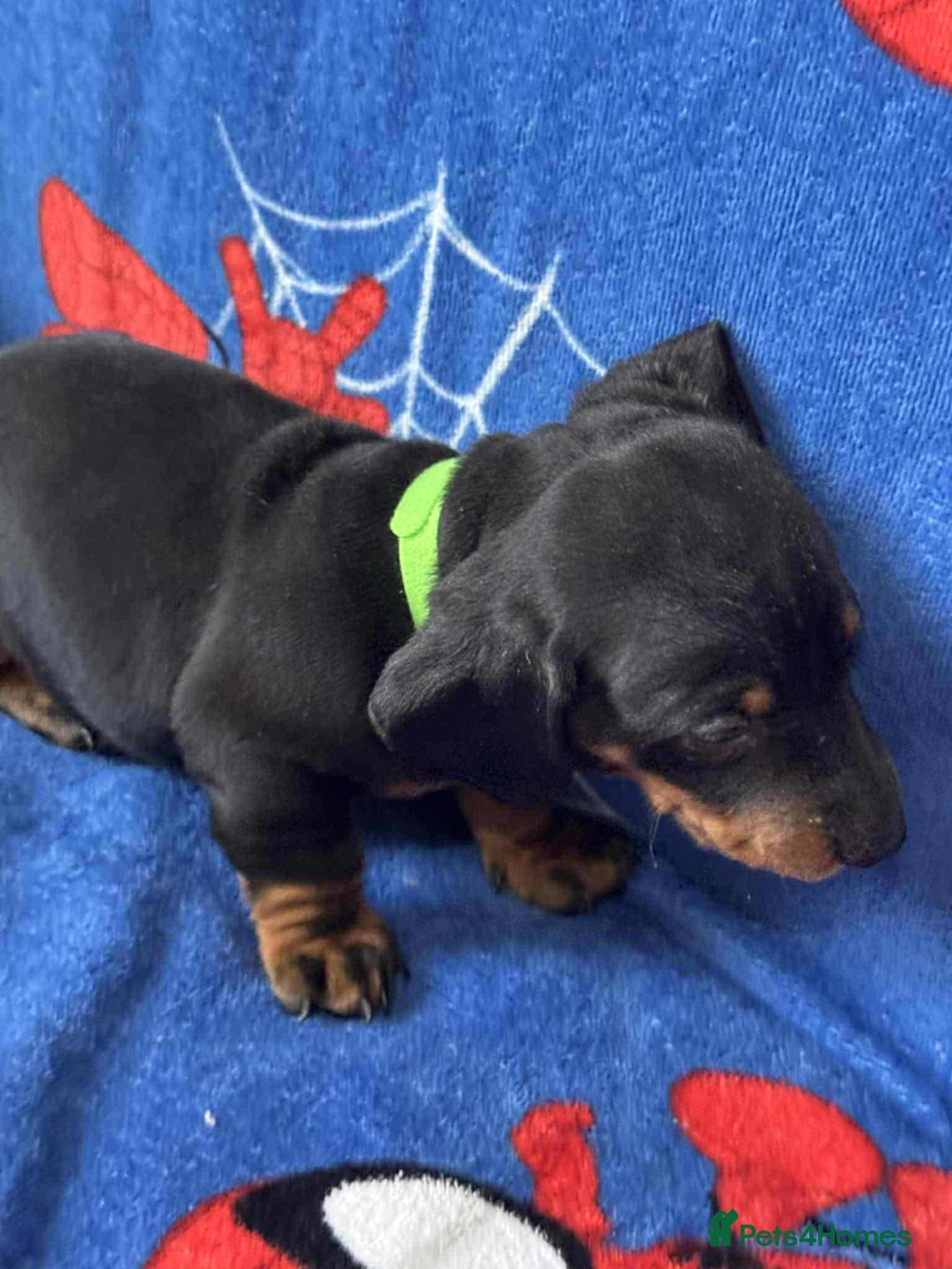 Miniature Dachshund dogs for sale: Miniature dachshund  - Advert 39