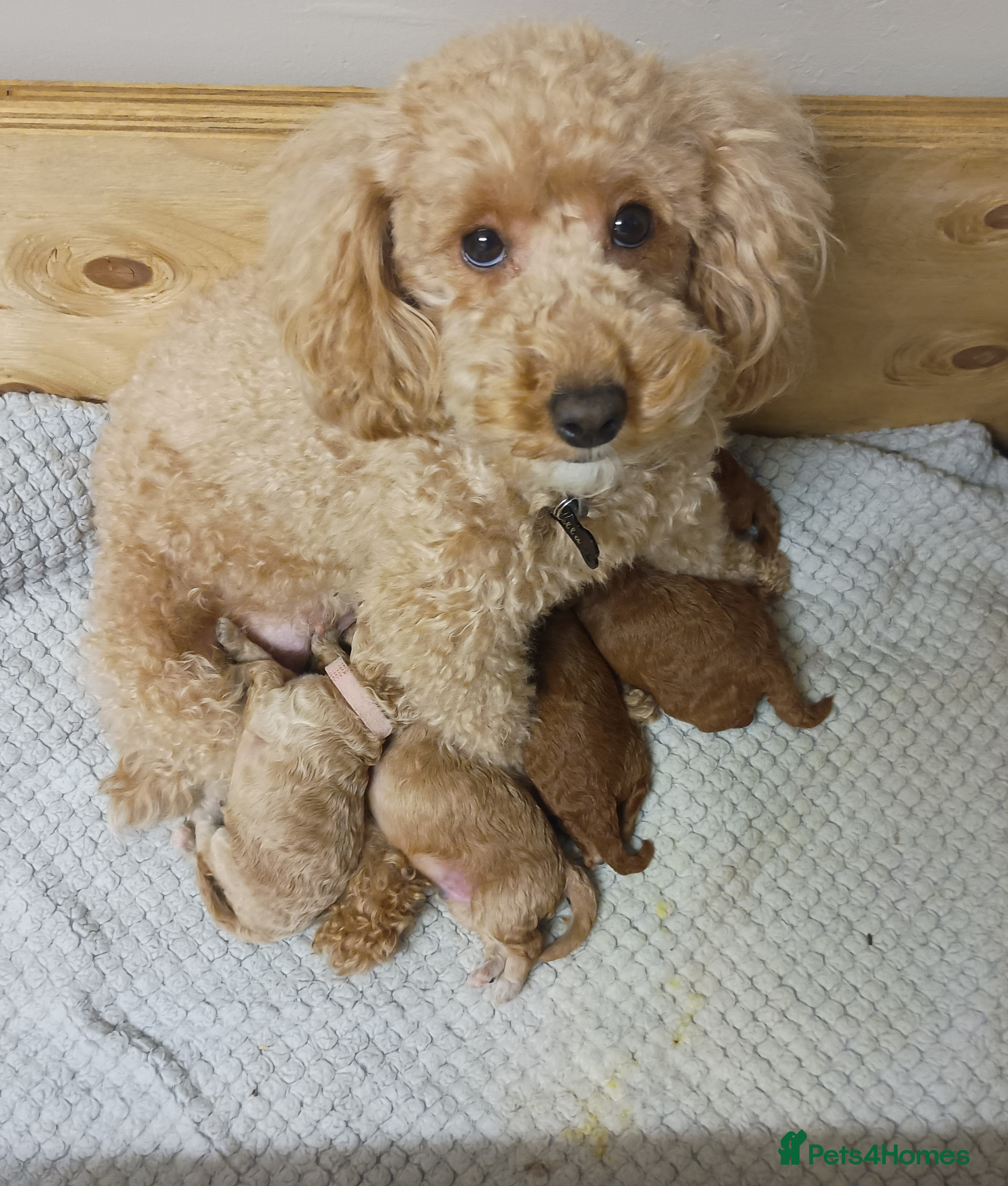 Cockapoo dogs cockapoo small miniature / toy  - Advert 1