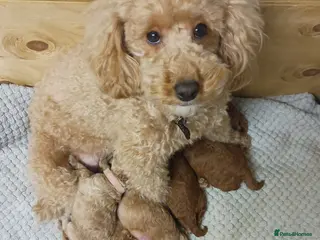 Cockapoo dogs cockapoo small miniature / toy - Advert 1