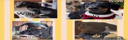 Miniature Dachshund dogs for sale: Miniature smooth haired dachshund pups for sale - Advert 4