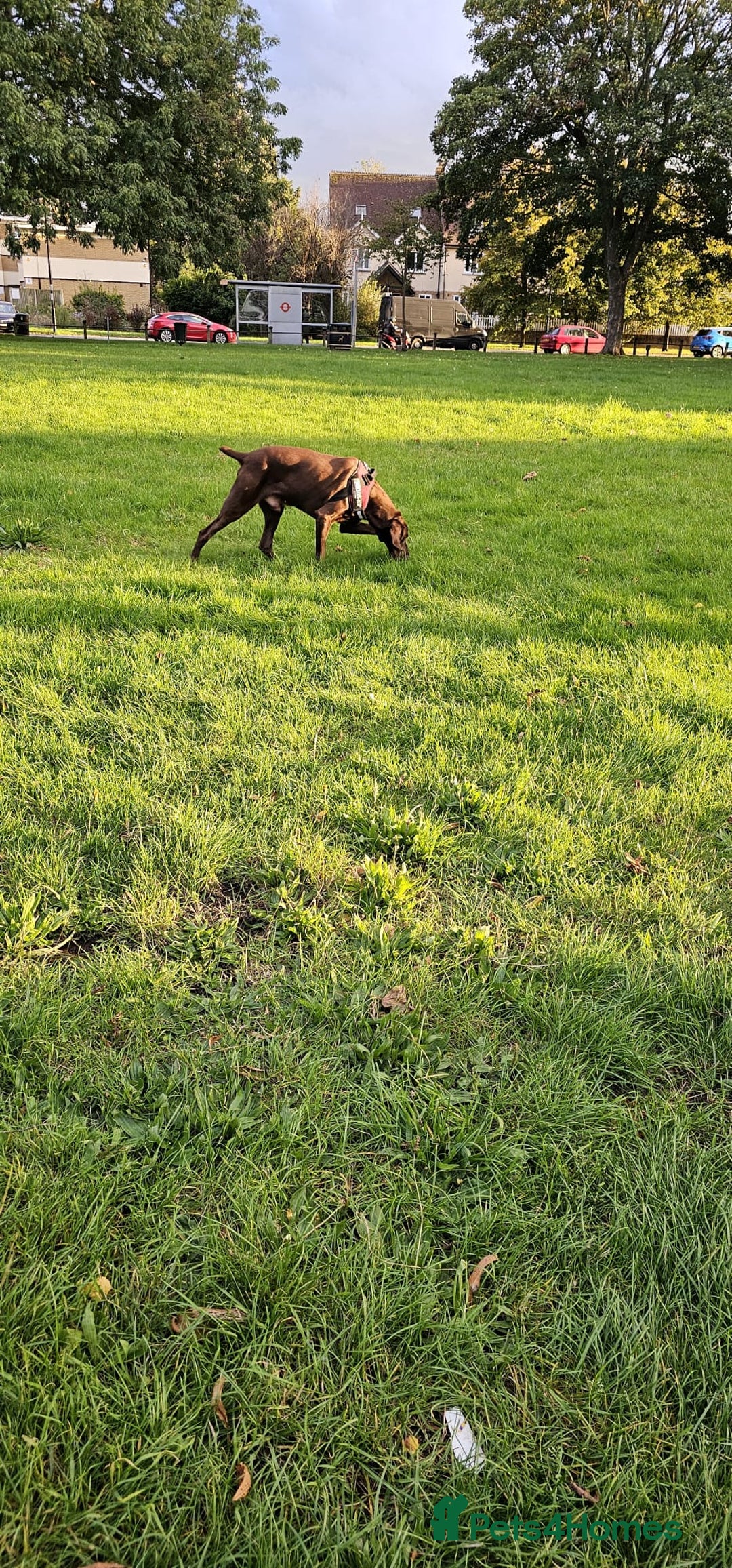 German Shorthaired Pointer dogs for stud: Chocolate Dog - Advert 6