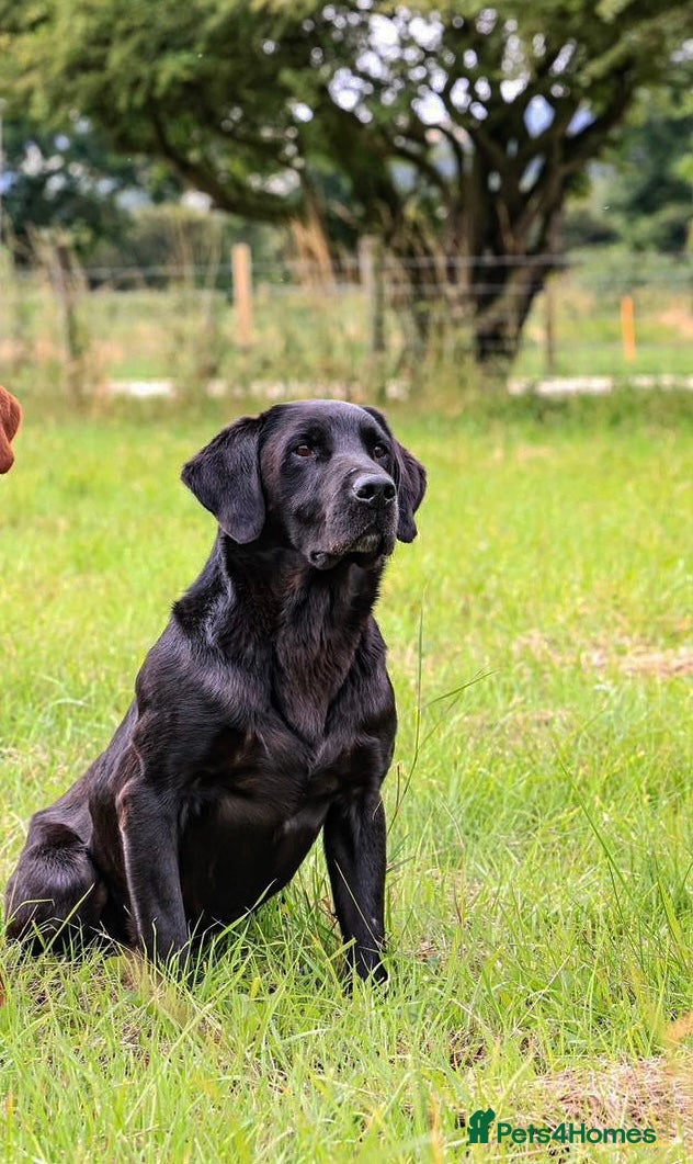 Labrador Retriever dogs 0/0 HIPS&ELBOWS FULLY HEALTH TESTED LABRADOR STUD in Leyburn - Advert 21
