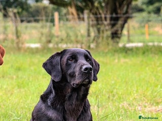 Labrador Retriever dogs in Leyburn - Advert 33