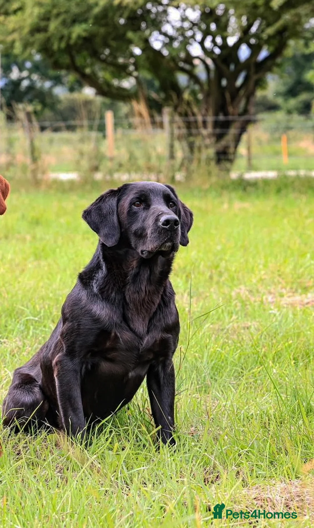 Labrador Retriever dogs for stud: 0/0 HIPS&ELBOWS FULLY HEALTH TESTED LABRADOR STUD in Leyburn - Advert 1