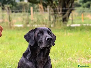 Labrador Retriever dogs 0/0 HIPS&ELBOWS FULLY HEALTH TESTED LABRADOR STUD in Leyburn - Advert 2