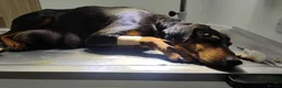 Mixed Breed dogs for adoption: Lucie - Advert 8