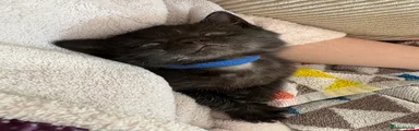 Oswald