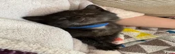 Mixed Breed cats for sale: 4 Black Kittens for Sale - Advert 6