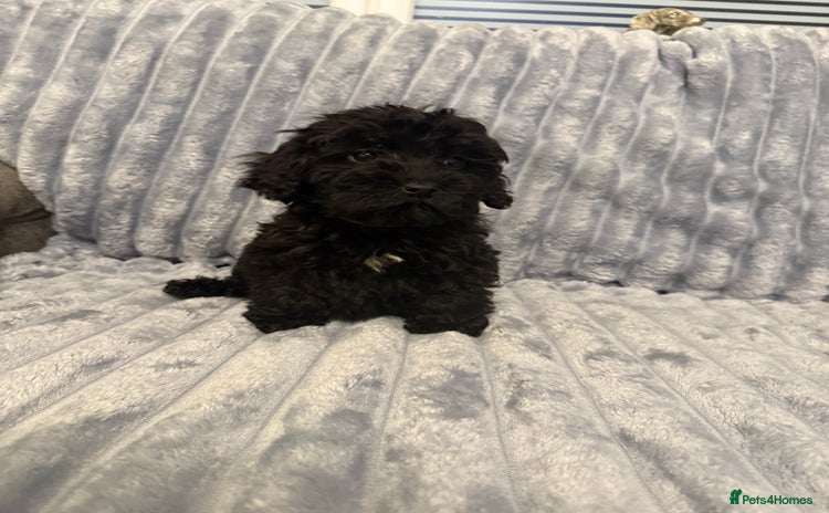 Cockapoo dogs Just 1 girl Cockapoo pup left  - Advert 8