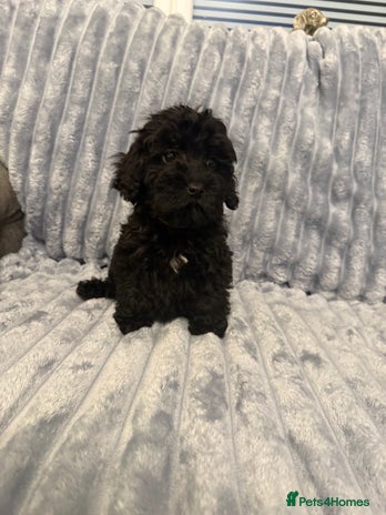 Cockapoo dogs Just 1 girl Cockapoo pup left - Advert 8