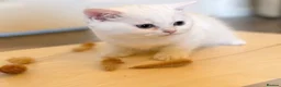 British Shorthair cats for sale: British shorthair adorable kittens ❤️ - Advert 14