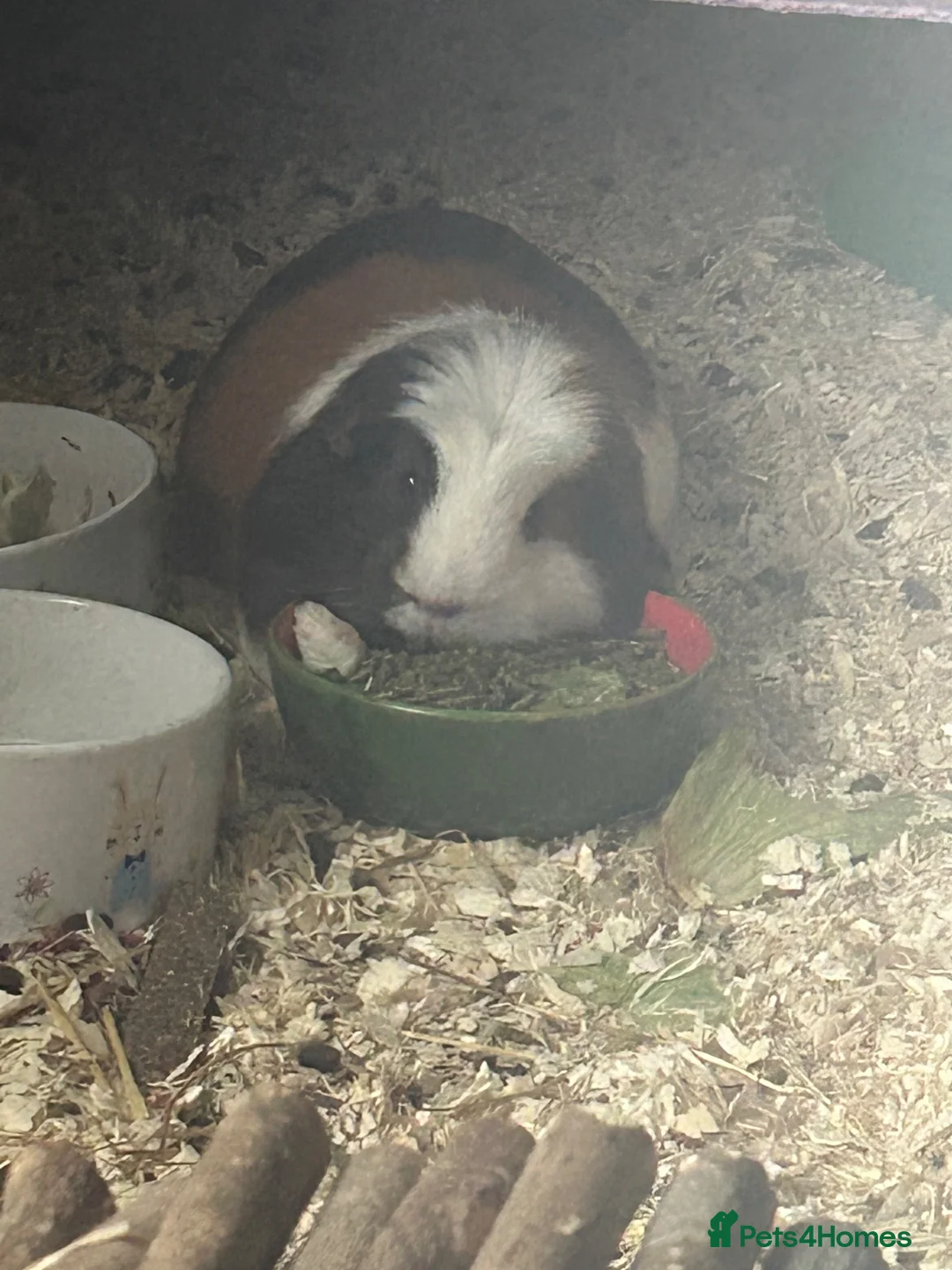 Guinea Pig rodents for sale: 2 female Guinea Pigs in Glasgow - Advert 6